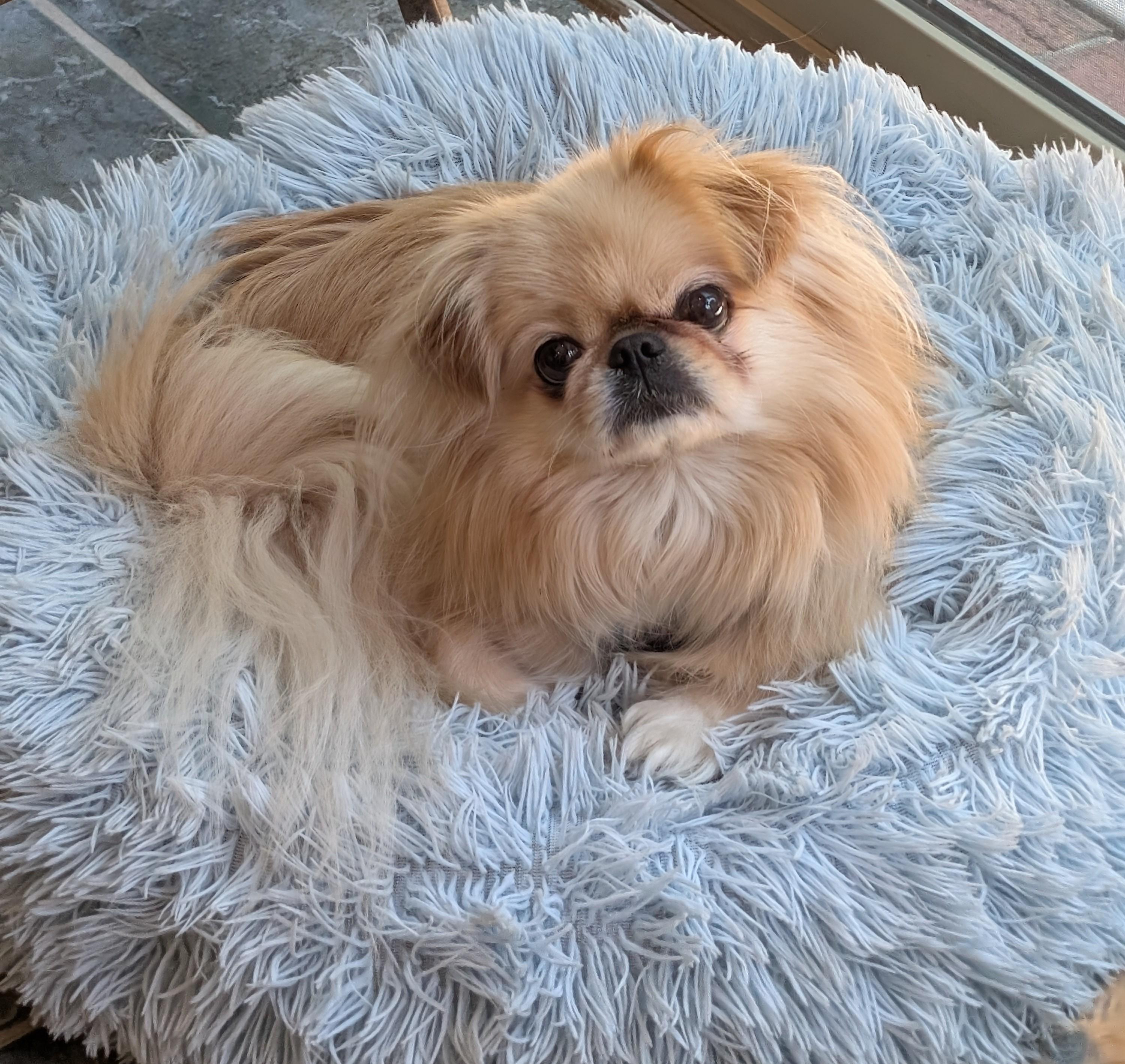 Enlarge Marley, a ADOPTABLE Pekingese in Greensboro, NC image 4/6