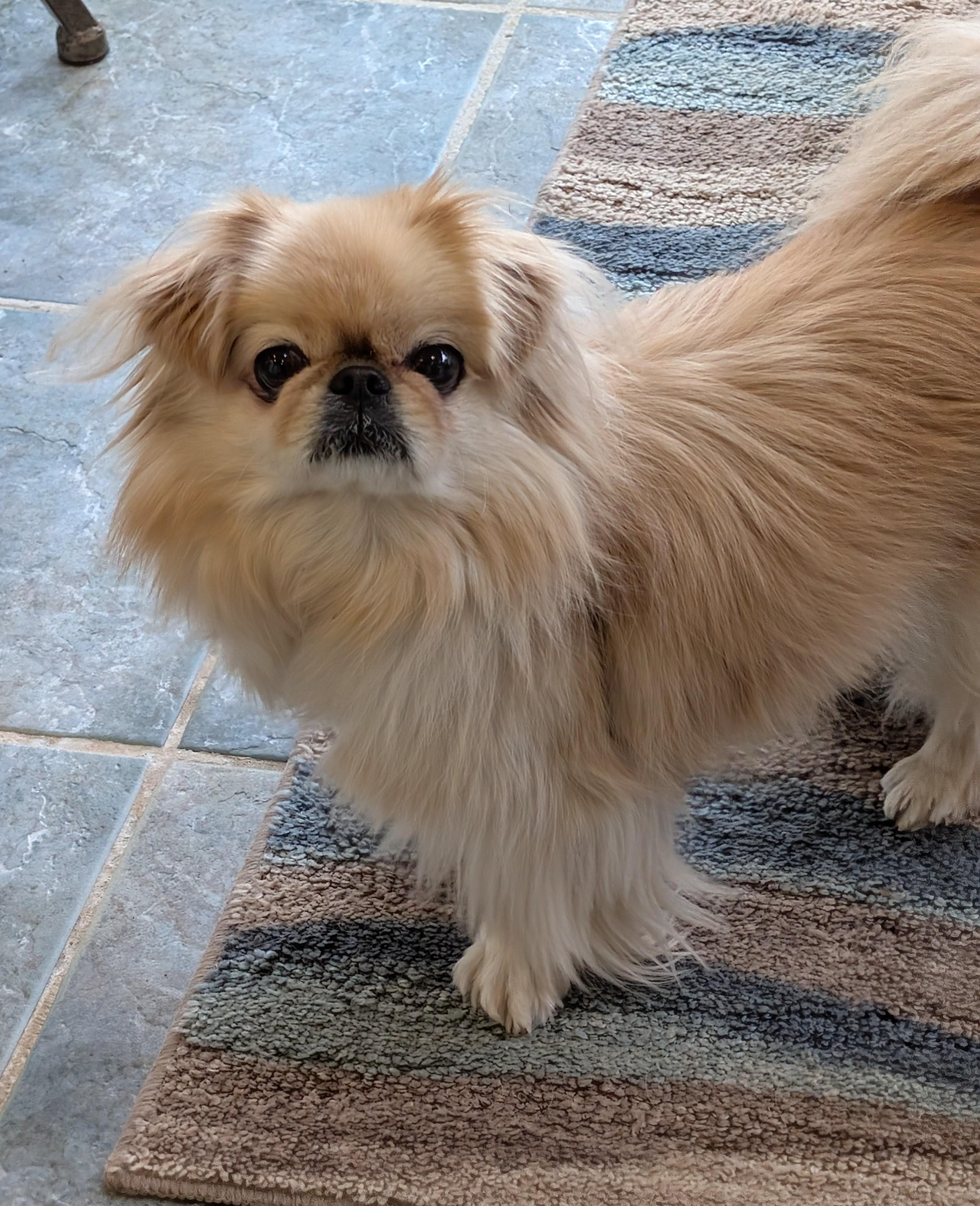 Enlarge Marley, a ADOPTABLE Pekingese in Greensboro, NC image 3/6
