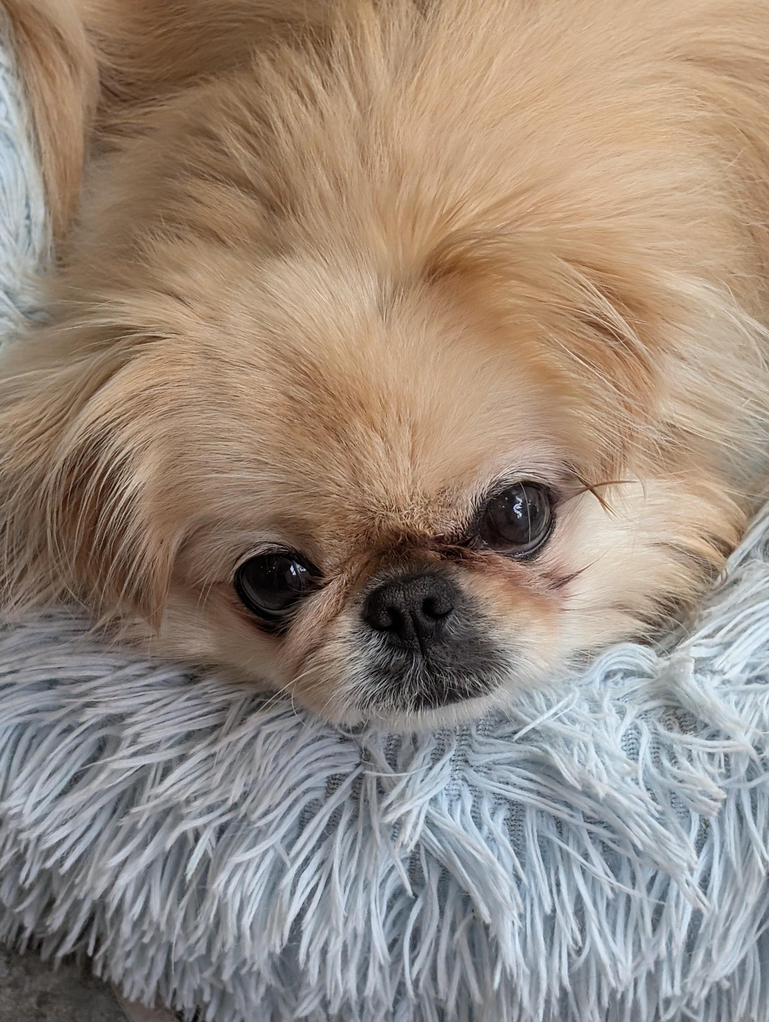 Marley, ADOPTABLE, Adult Male Pekingese.