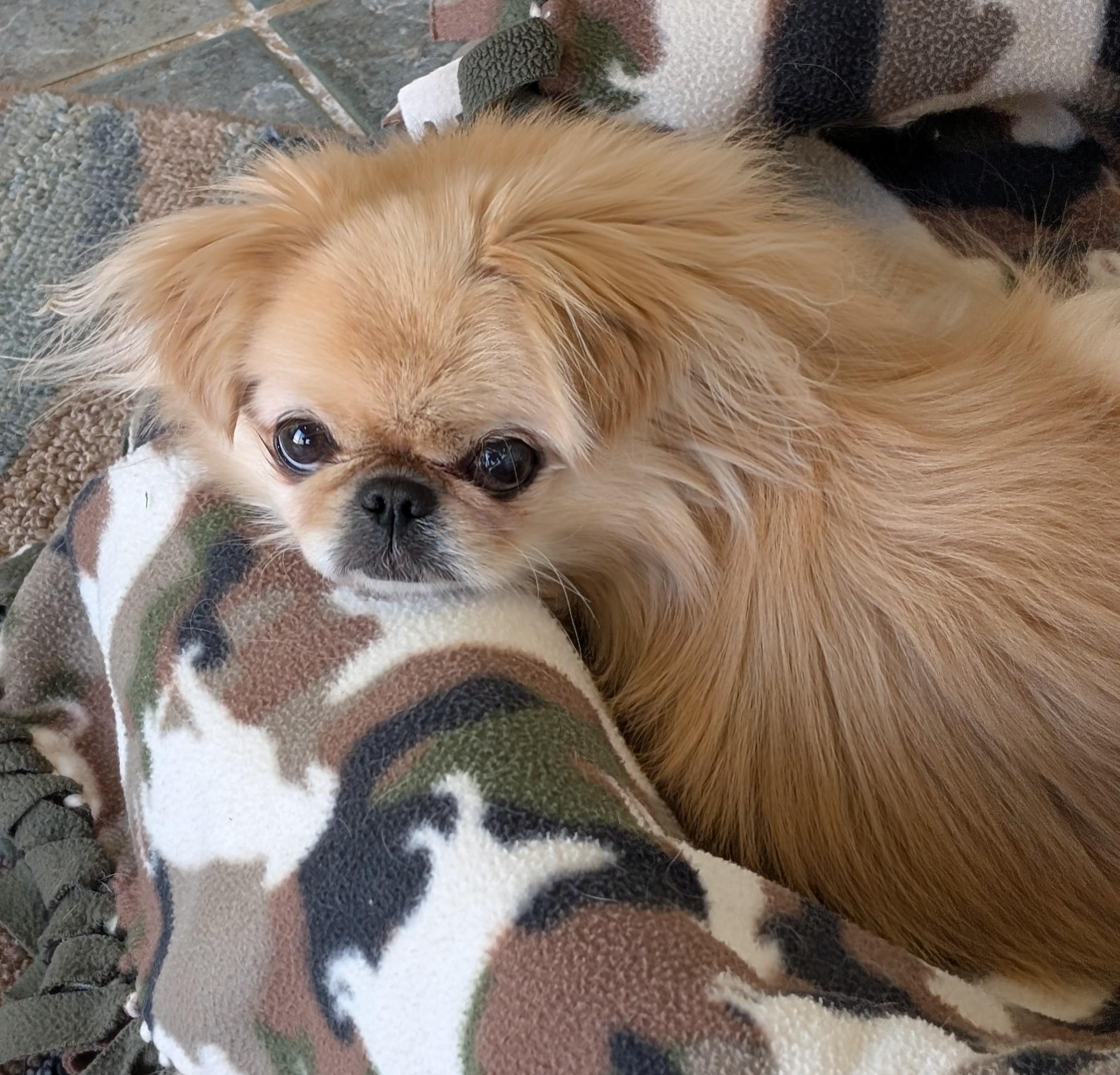 Enlarge Marley, a ADOPTABLE Pekingese in Greensboro, NC image 6/6