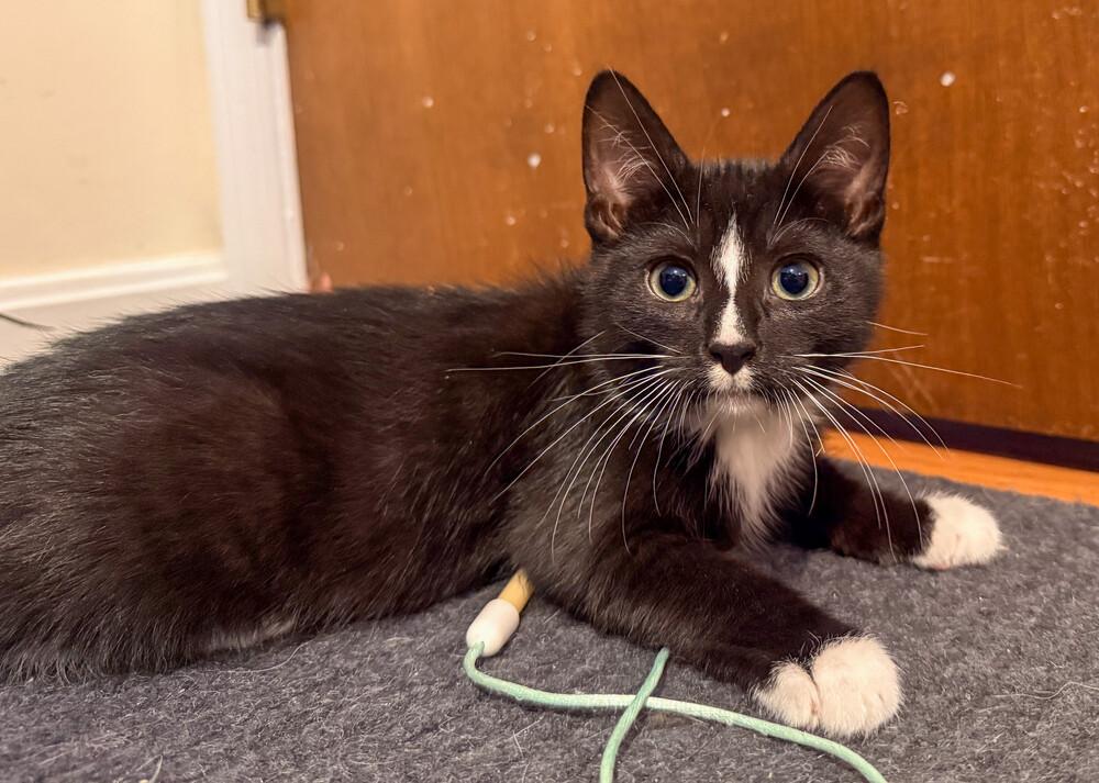 Shock, a Adoptable Domestic Short Hair in Duxbury, MA image 1/4