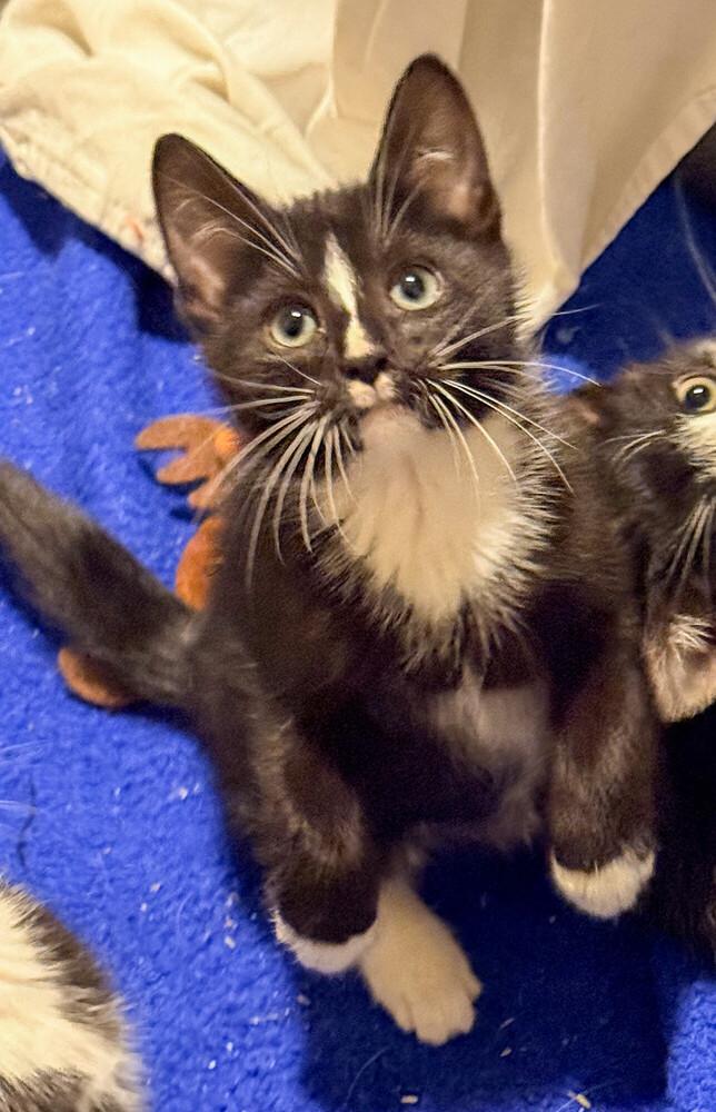 Shock, a Adoptable Domestic Short Hair in Duxbury, MA image 2/4