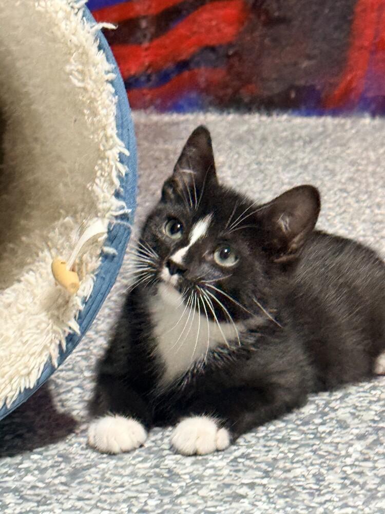 Shock, a Adoptable Domestic Short Hair in Duxbury, MA image 3/4