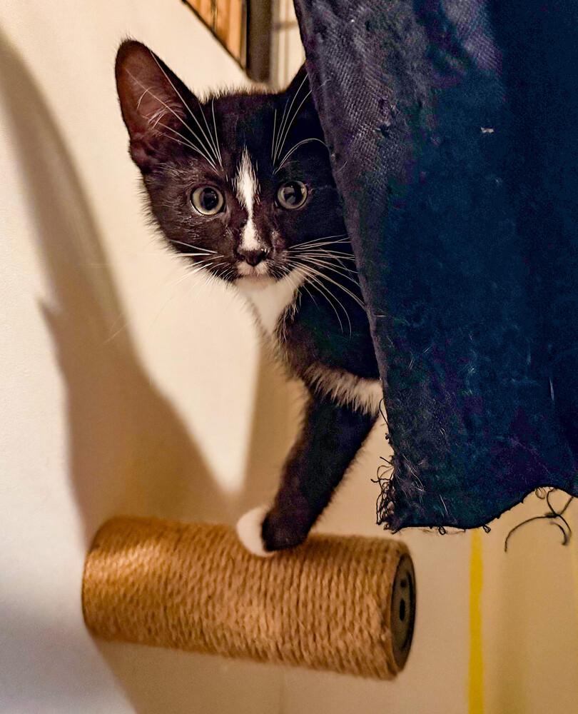 Shock, a Adoptable Domestic Short Hair in Duxbury, MA image 4/4