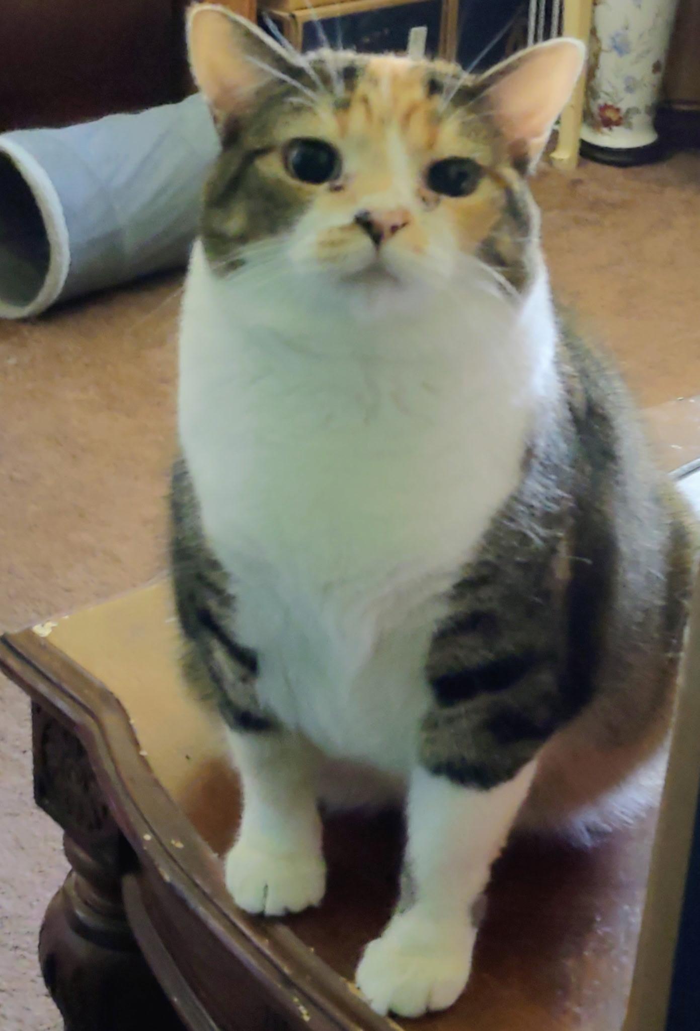 Enlarge Ce Ce, a ADOPTABLE Domestic Short Hair in Murfreesboro, TN image 1/3