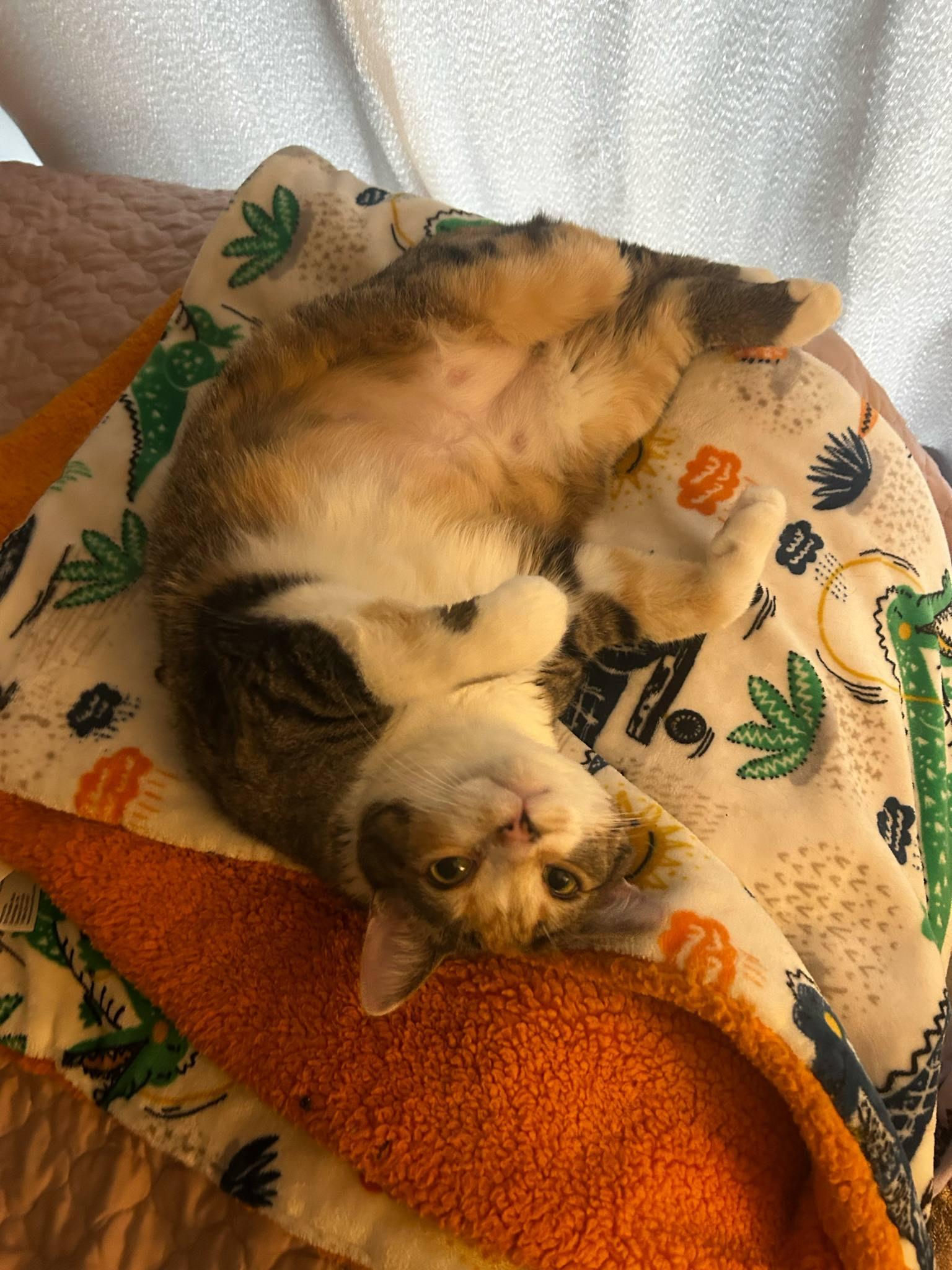 Enlarge Ce Ce, a ADOPTABLE Domestic Short Hair in Murfreesboro, TN image 2/3