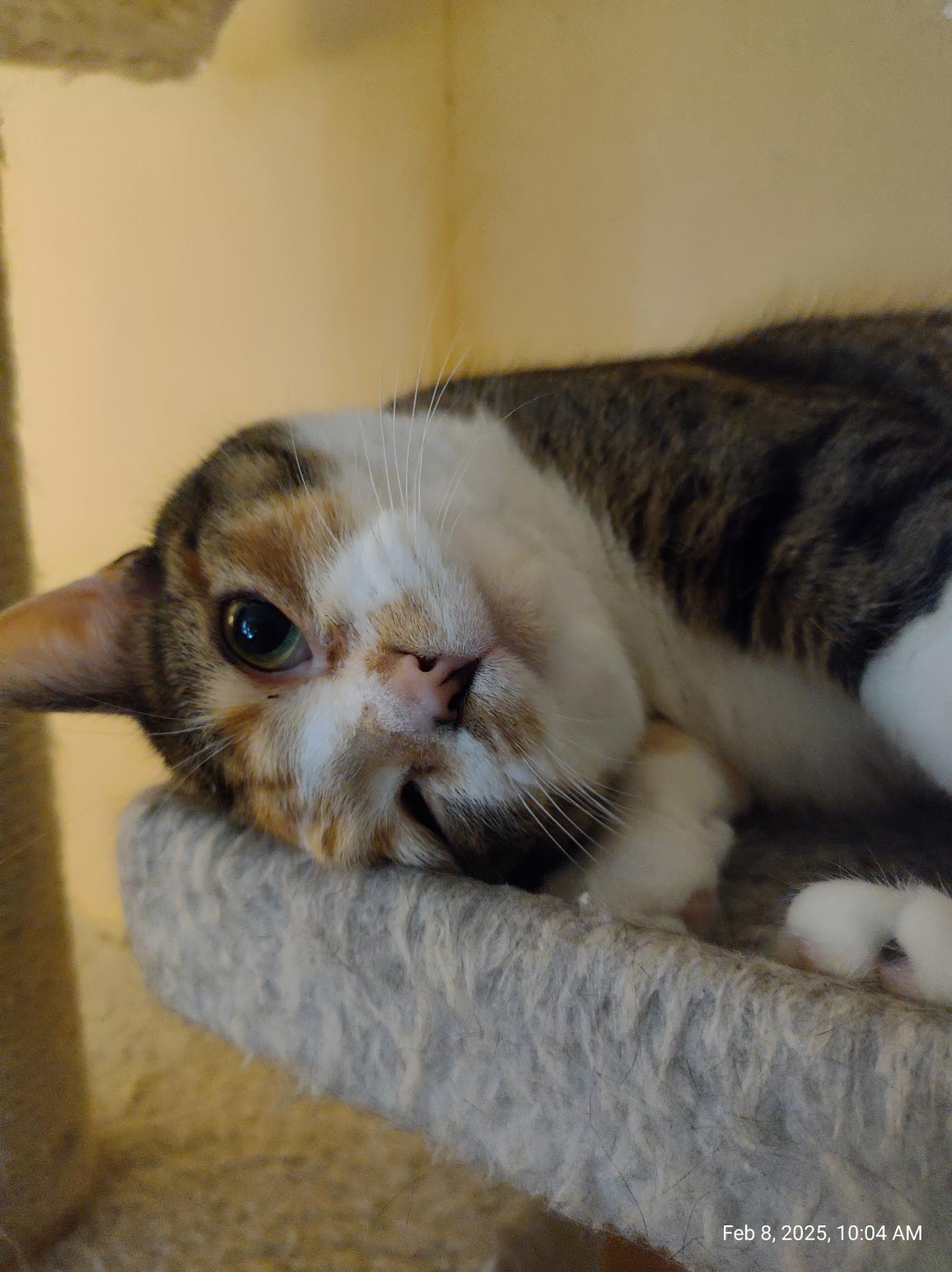 Enlarge Ce Ce, a ADOPTABLE Domestic Short Hair in Murfreesboro, TN image 3/3
