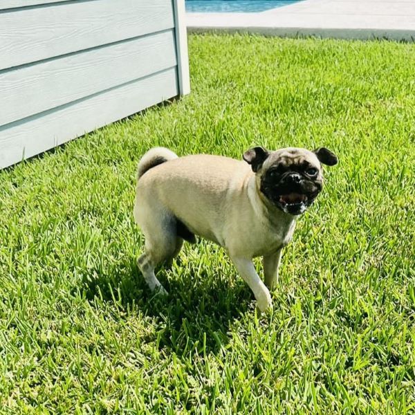 Benjy, Adoptable, Young Male Pug.