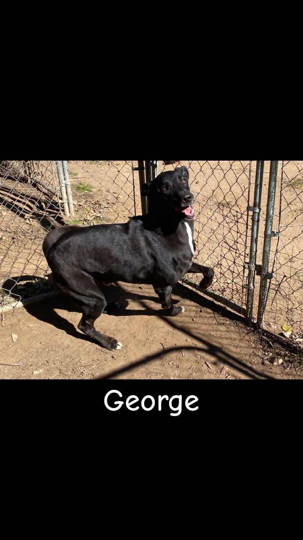 george — thumbnail 2