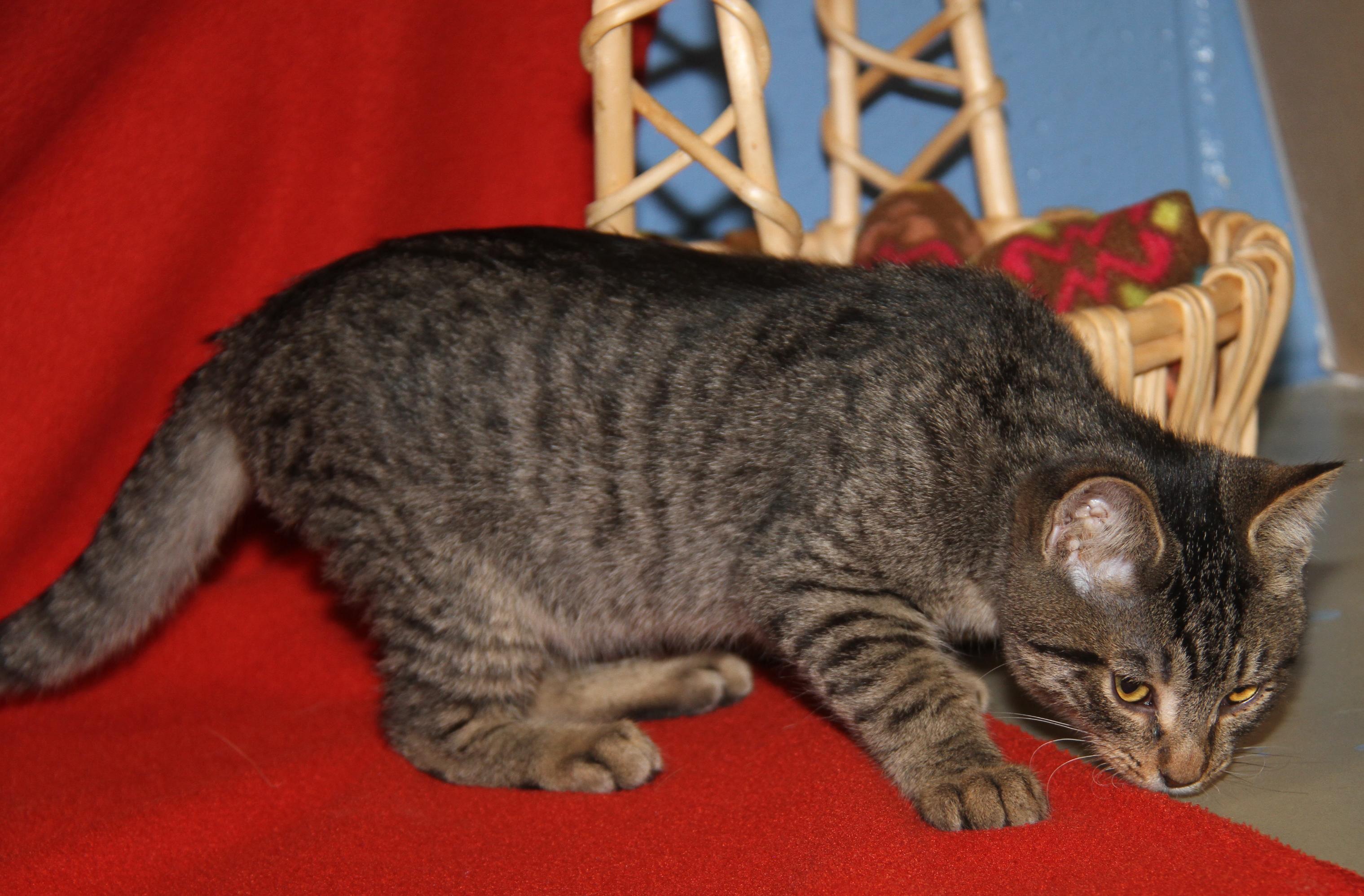 Caine (Ragatha's Kitten) (Neutered) (Photos 11/21/2025) (@WeLovPets)