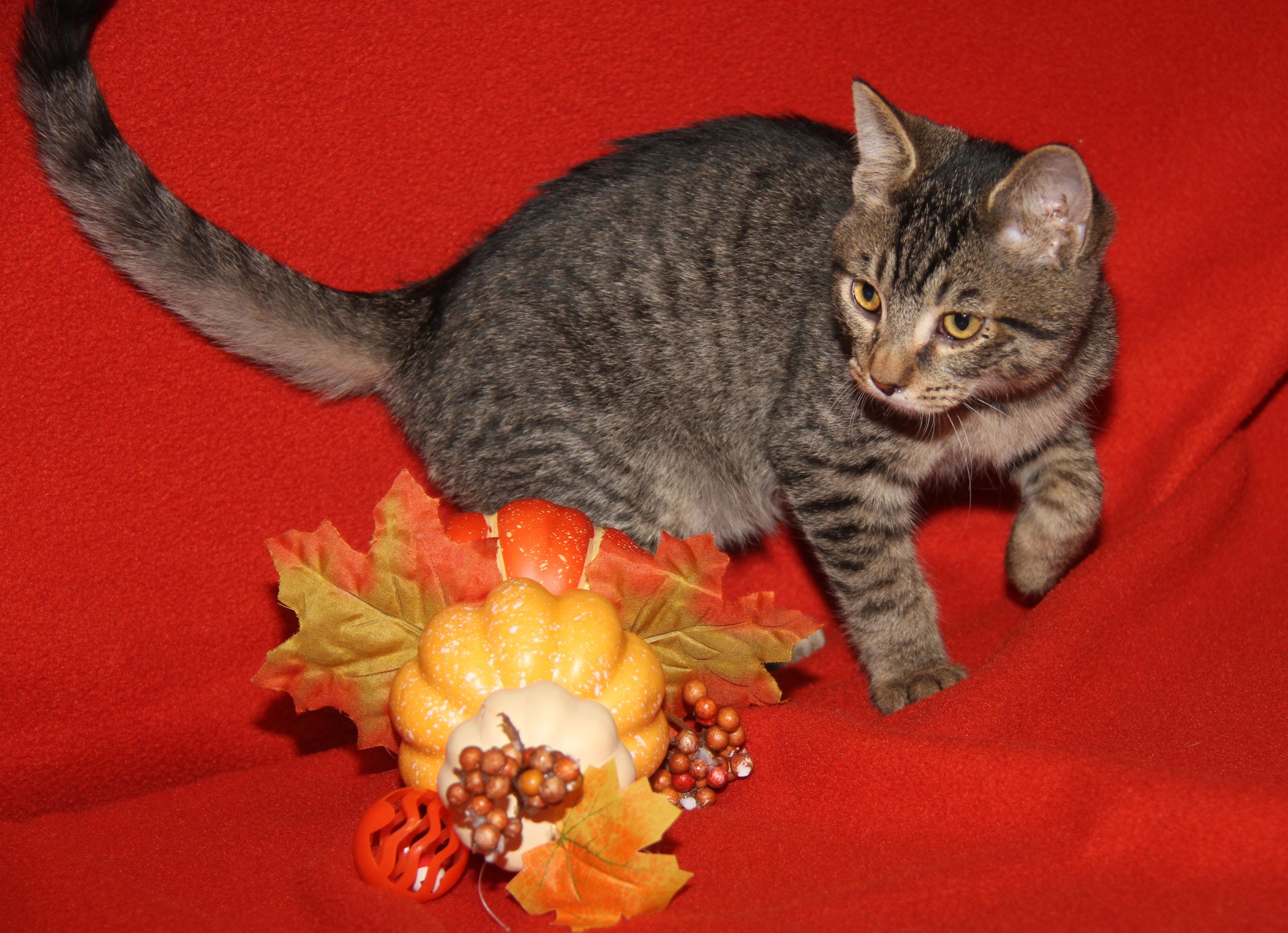 Caine (Ragatha's Kitten) (Neutered) (Photos 11/21/2025) (@WeLovPets)