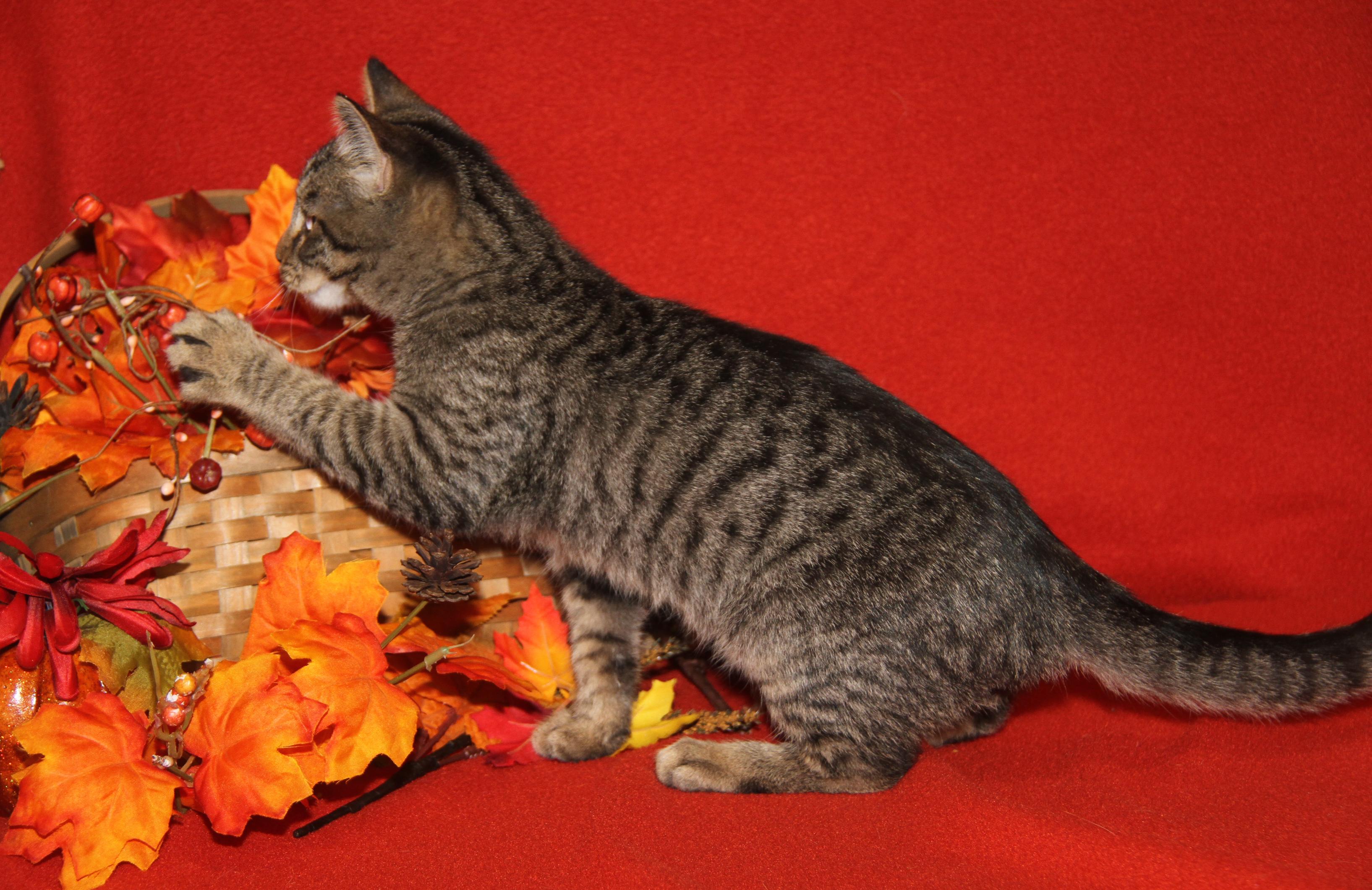 Caine (Ragatha's Kitten) (Neutered) (Photos 11/21/2025) (@WeLovPets)