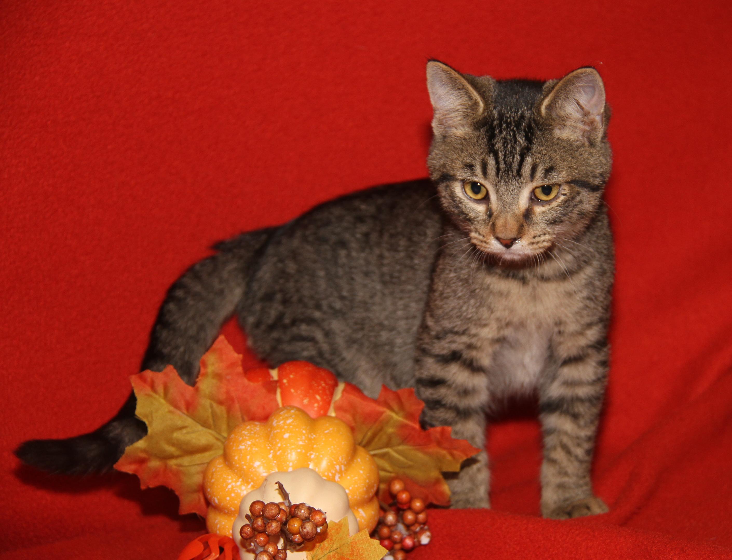 Caine (Ragatha's Kitten) (Neutered) (Photos 11/21/2025) (@WeLovPets)