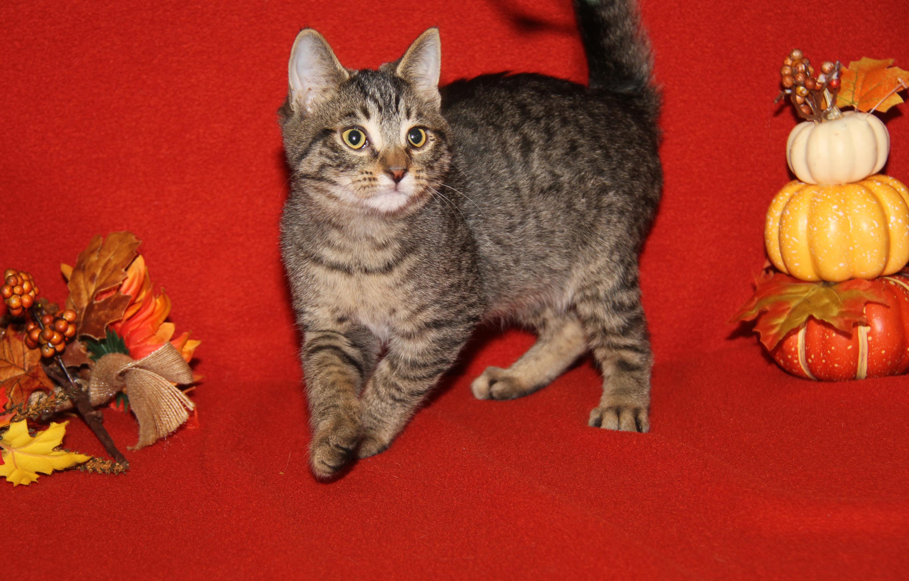 Caine (Ragatha's Kitten) (Neutered) (Photos 11/21/2025) (@WeLovPets)