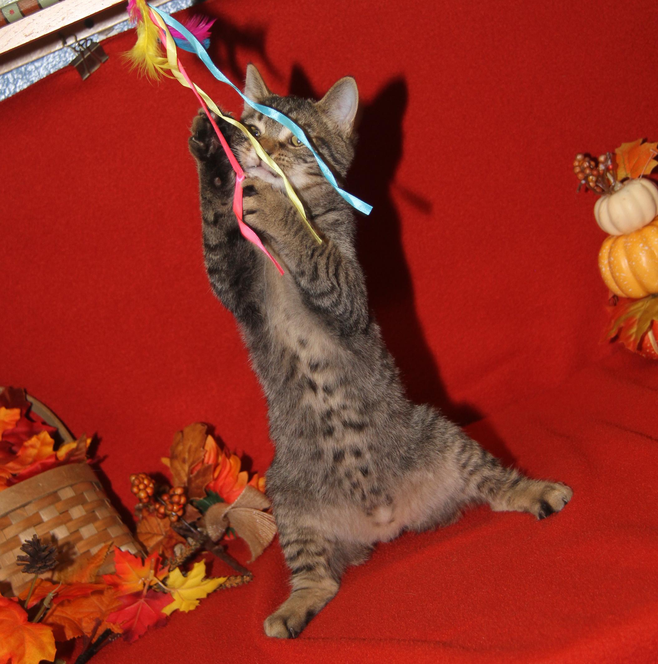 Caine (Ragatha's Kitten) (Neutered) (Photos 11/21/2025) (@WeLovPets)