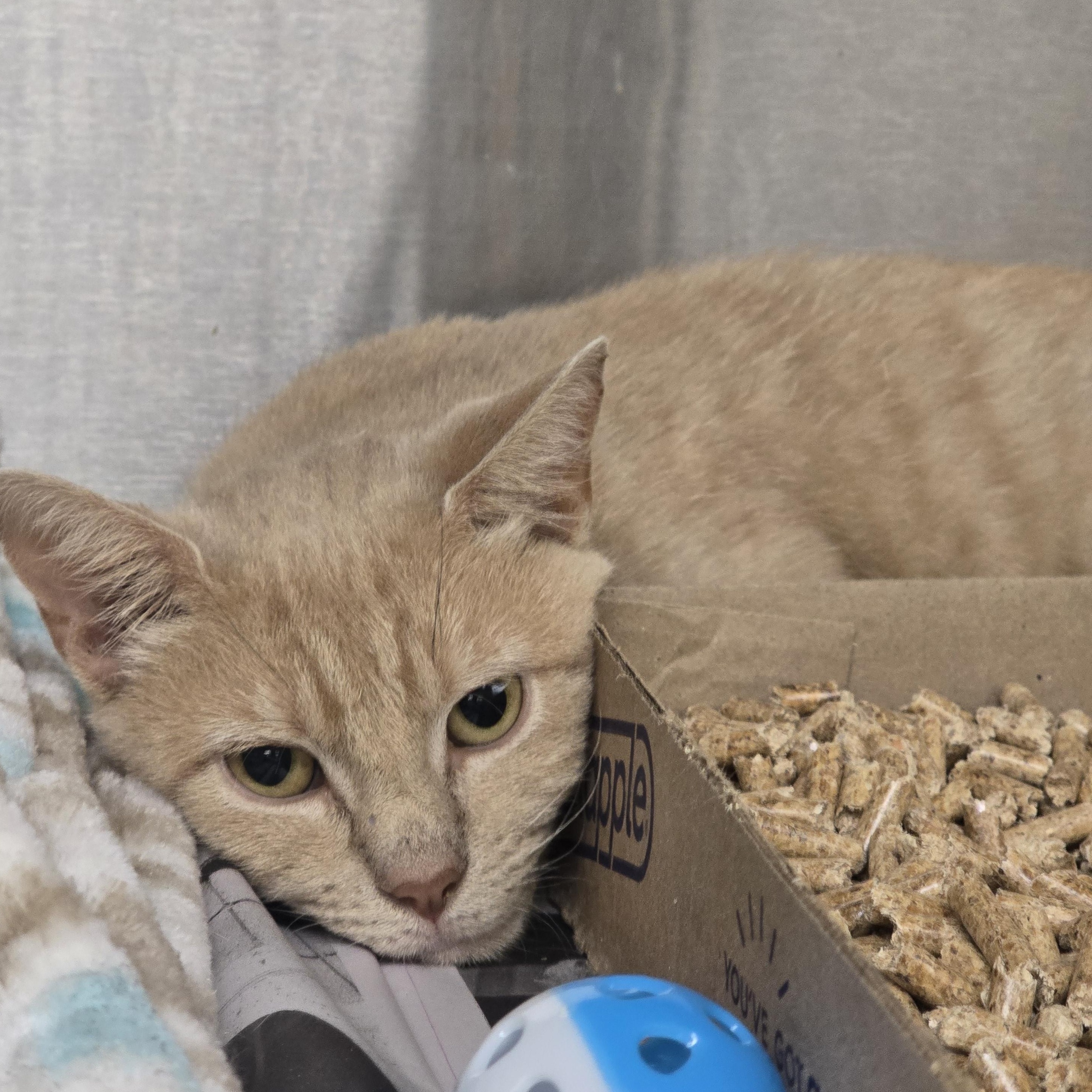 Enlarge Helix, a Adoptable Domestic Short Hair in Edison, NJ image 1/1