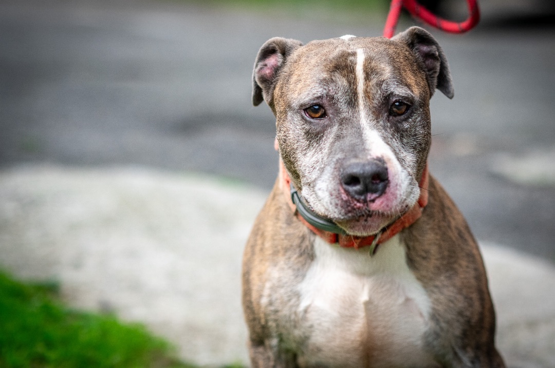 Andros, a Adoptable Mixed Breed in Bedford, NY image 1/6