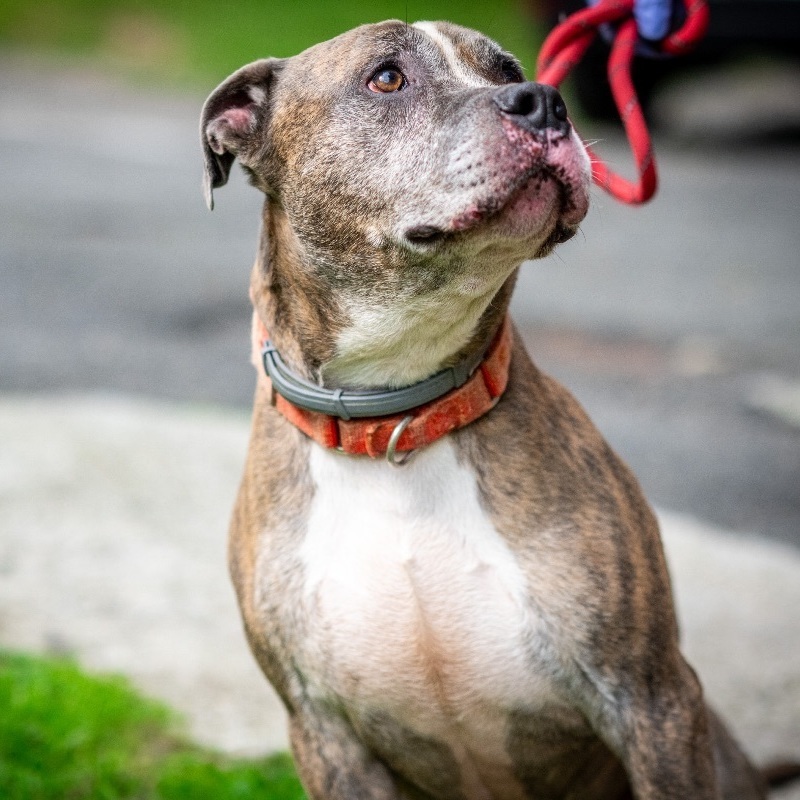 Andros, a Adoptable Mixed Breed in Bedford, NY image 2/6