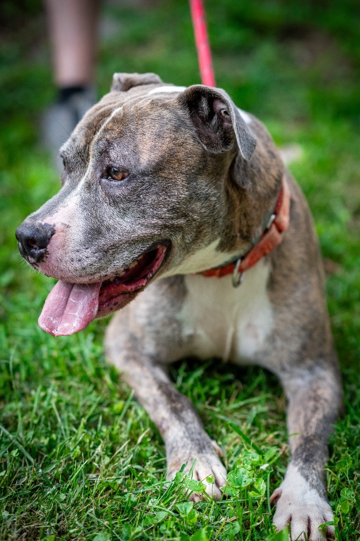 Andros, a Adoptable Mixed Breed in Bedford, NY image 3/6