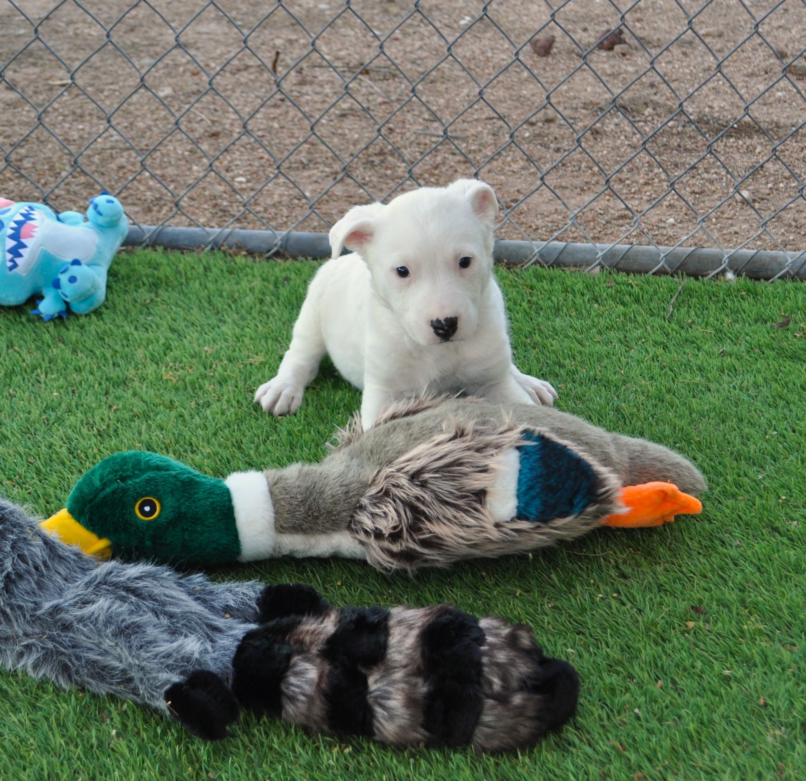 Enlarge Mayhem, a ADOPTABLE mixed breed in Apache Junction, AZ image 2/3