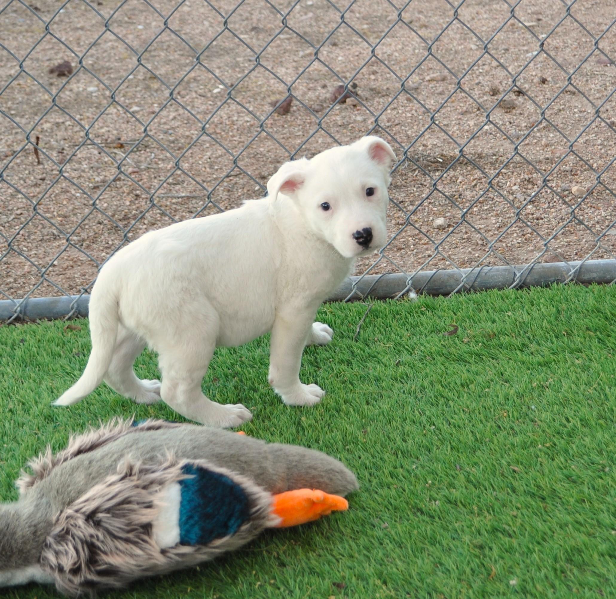 Mayhem, ADOPTABLE, Puppy Male Labrador Retriever & Golden Retriever.