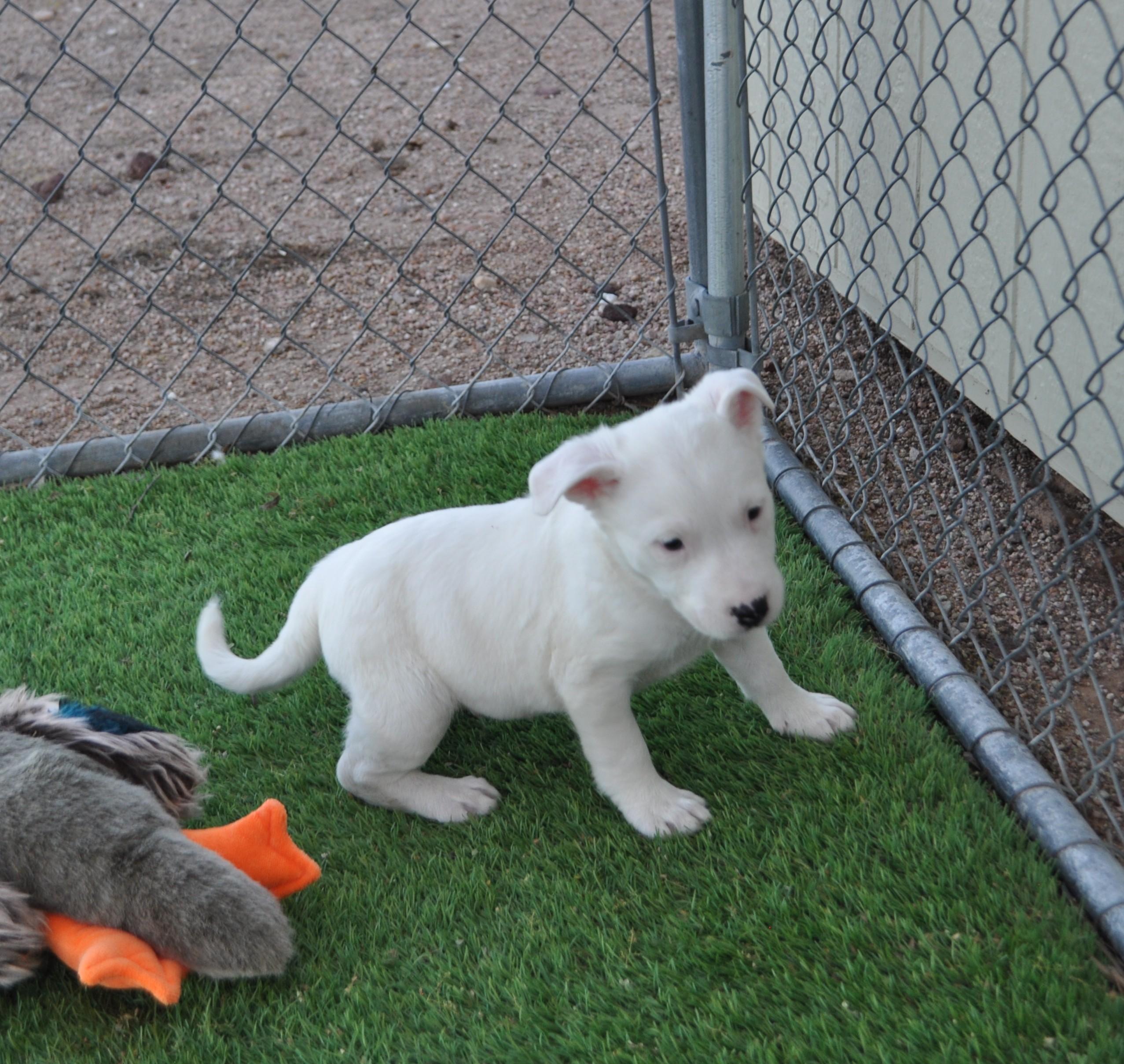 Enlarge Mayhem, a ADOPTABLE mixed breed in Apache Junction, AZ image 3/3