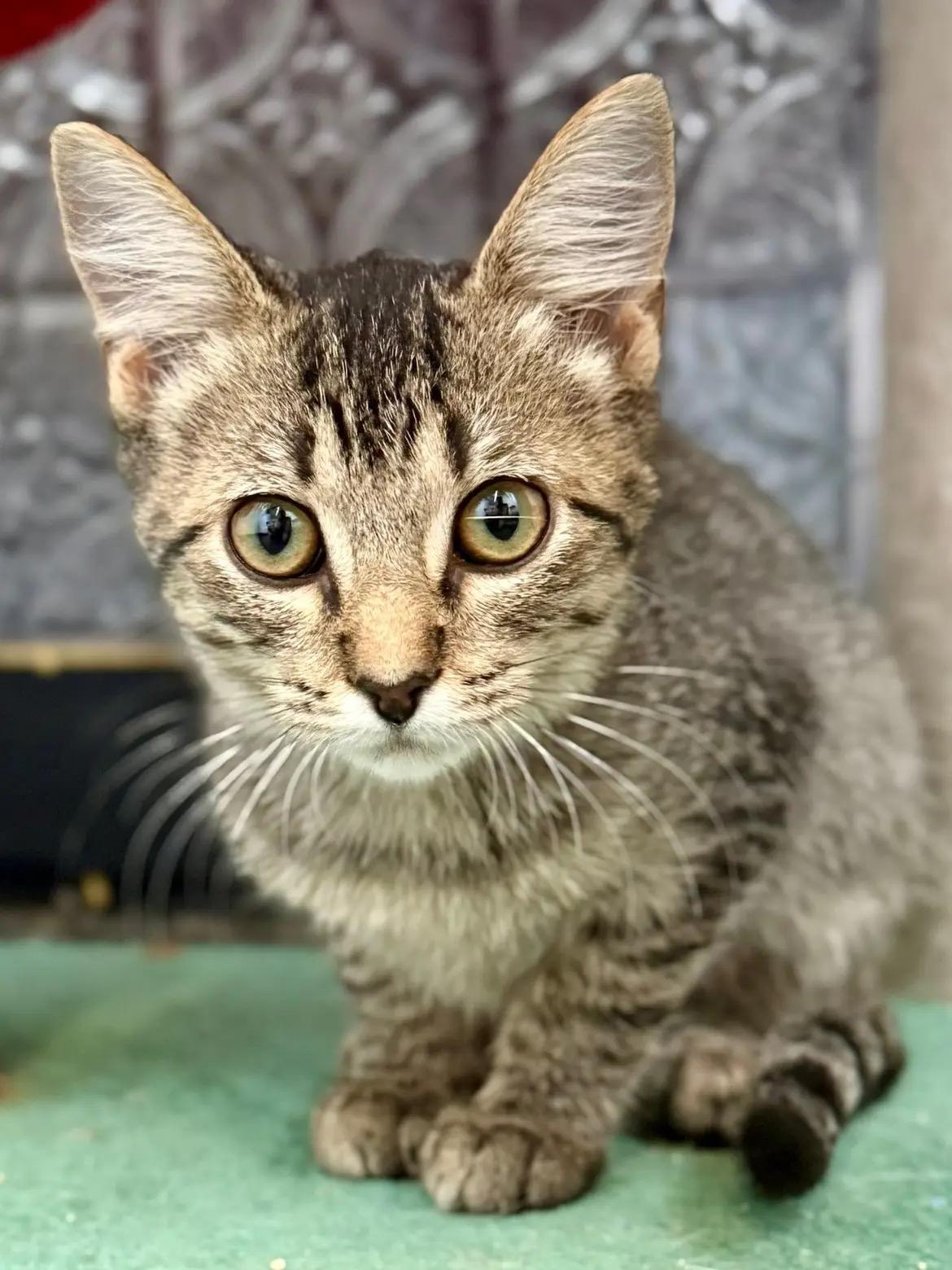 Harold, a Adoptable Domestic Short Hair in McKenzie, TN image 2/4