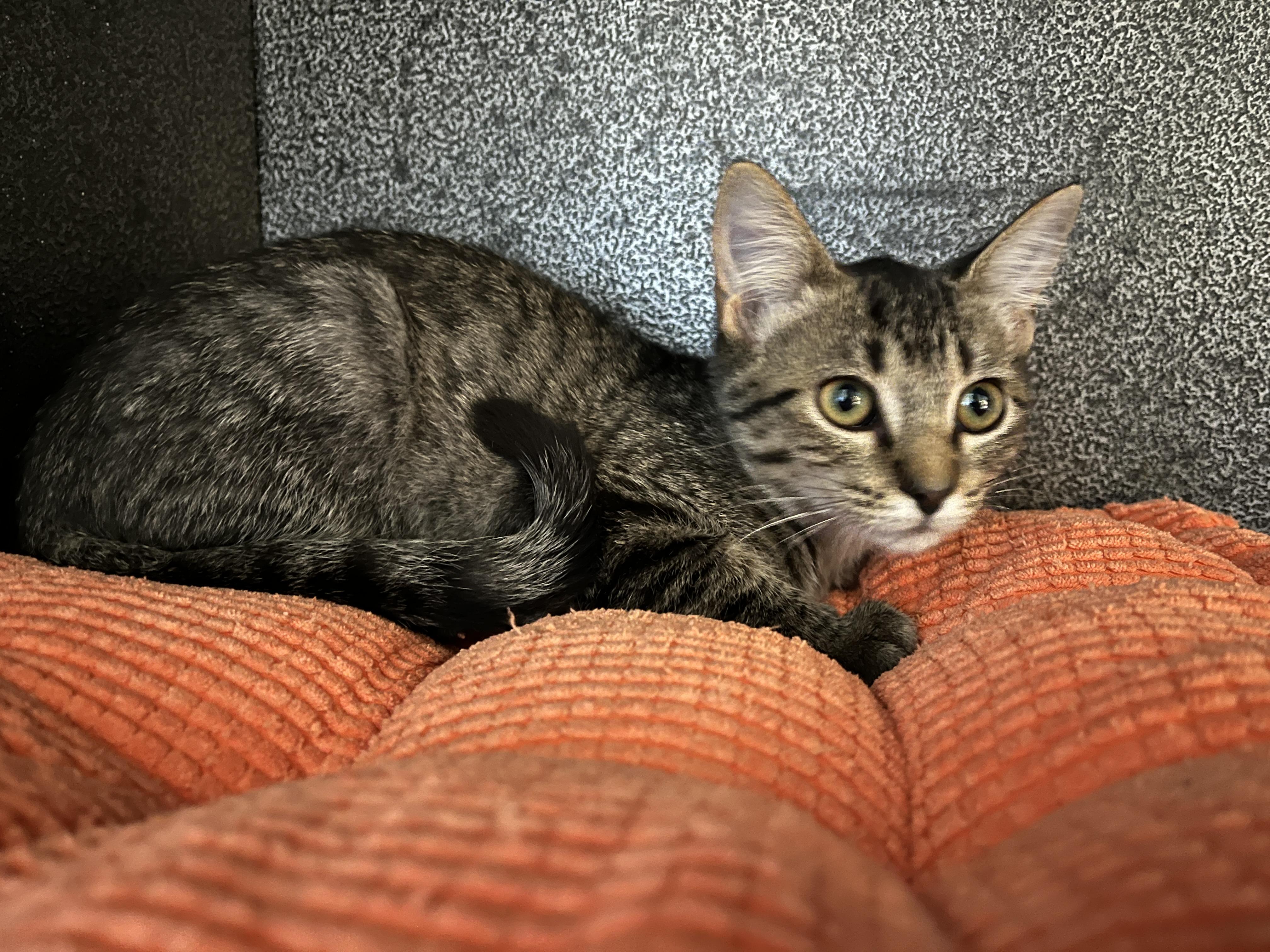 Harold, Adoptable, Kitten Female Domestic Short Hair.