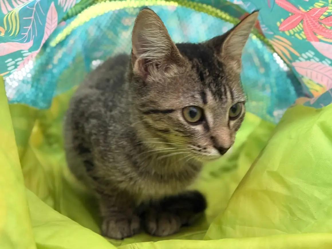 Harold, Adoptable, Kitten Female Domestic Short Hair.