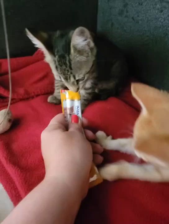 Enlarge Harold, a Adoptable Domestic Short Hair in McKenzie, TN video 4/4