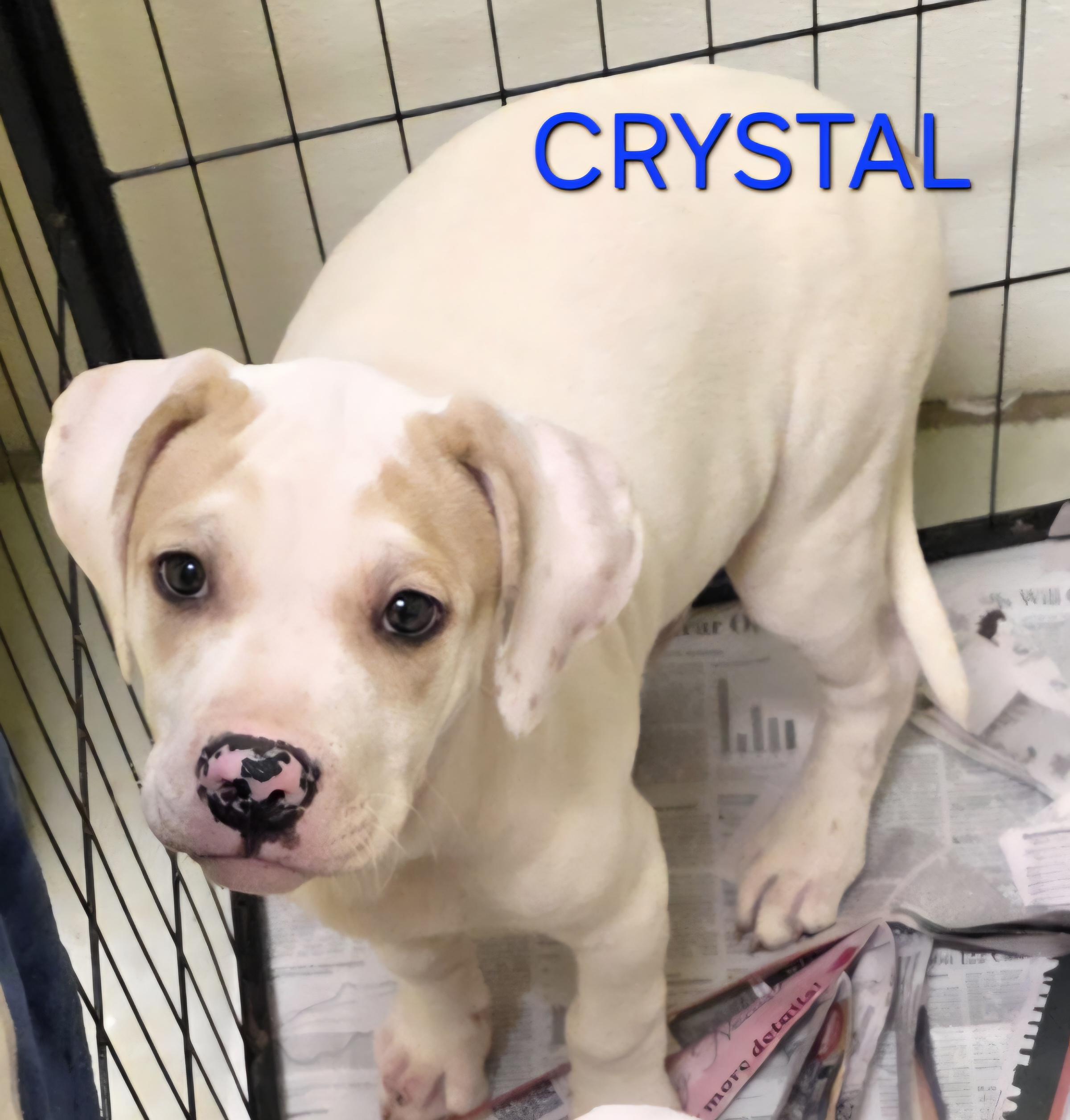 Enlarge Crystal, an adopted mixed breed in Momence, IL image 1/1