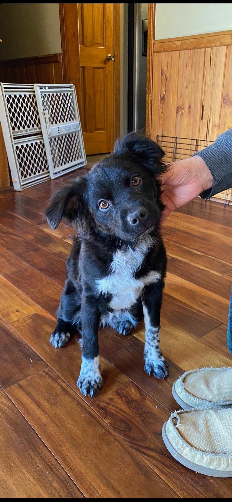 Tilly, ADOPTABLE, Adult Female Flat-Coated Retriever.