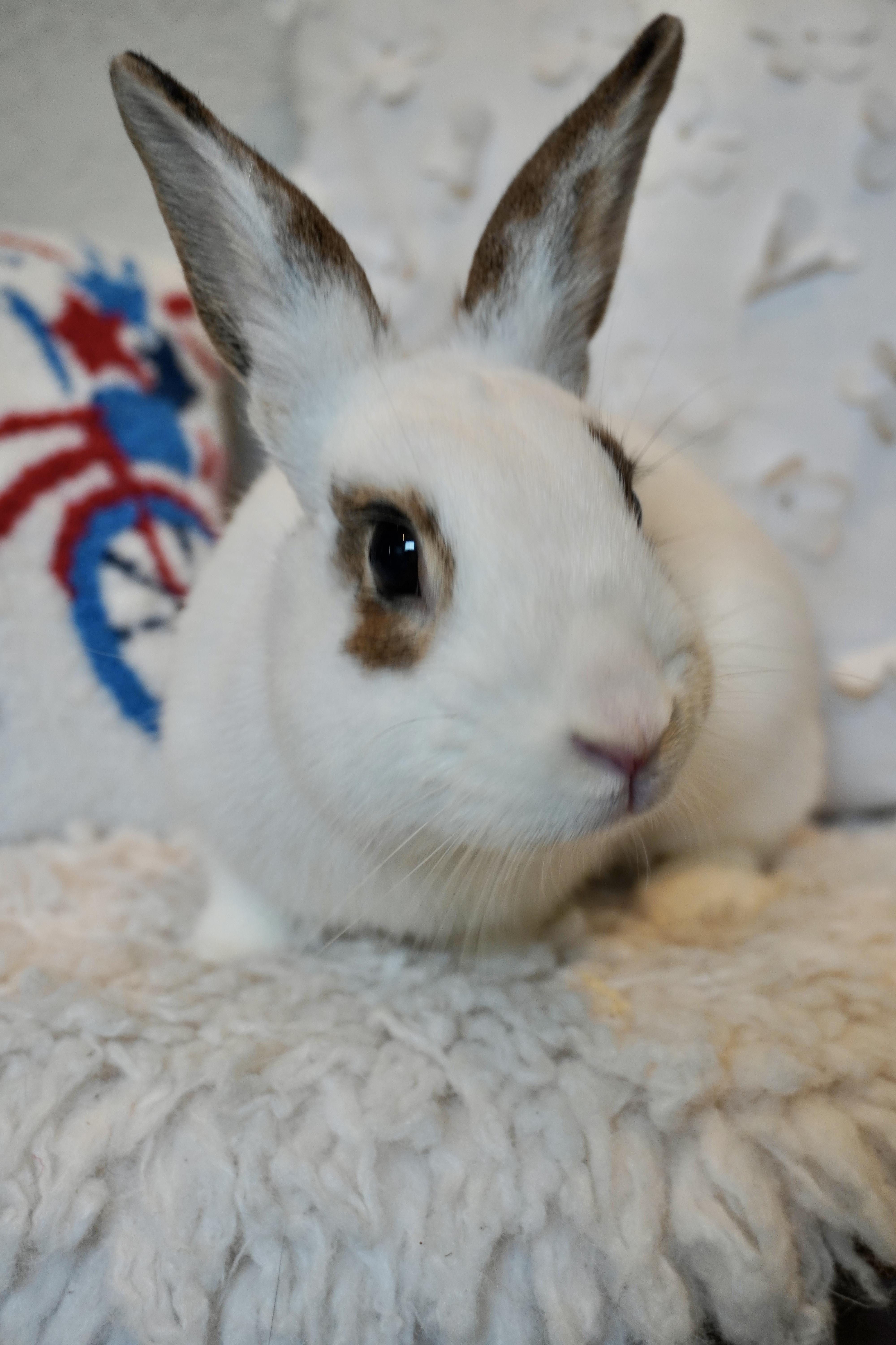 Enlarge Mochi, an adopted English Spot in San Antonio, TX image 2/3