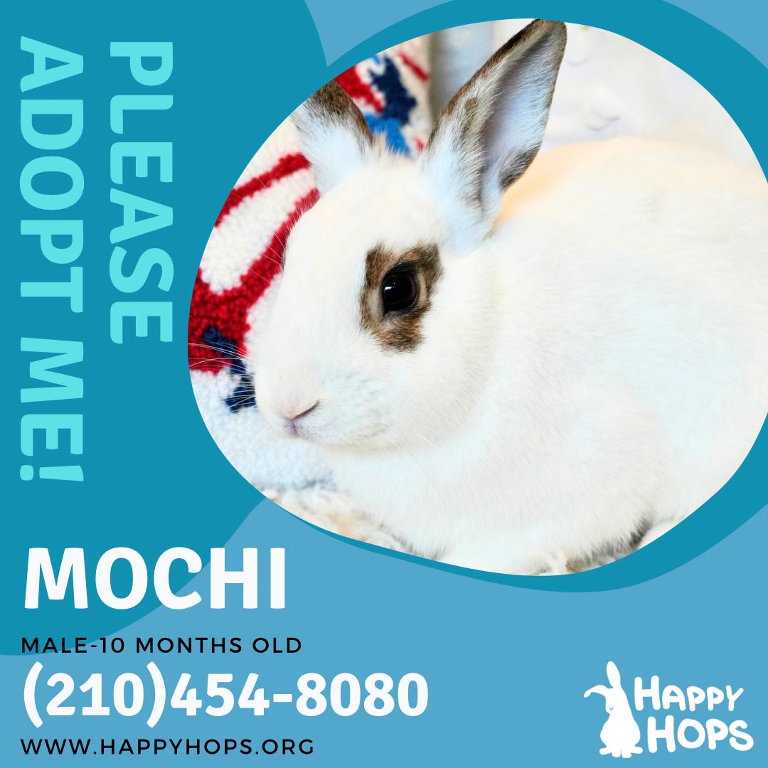 Mochi, adopted, Adult Male English Spot.