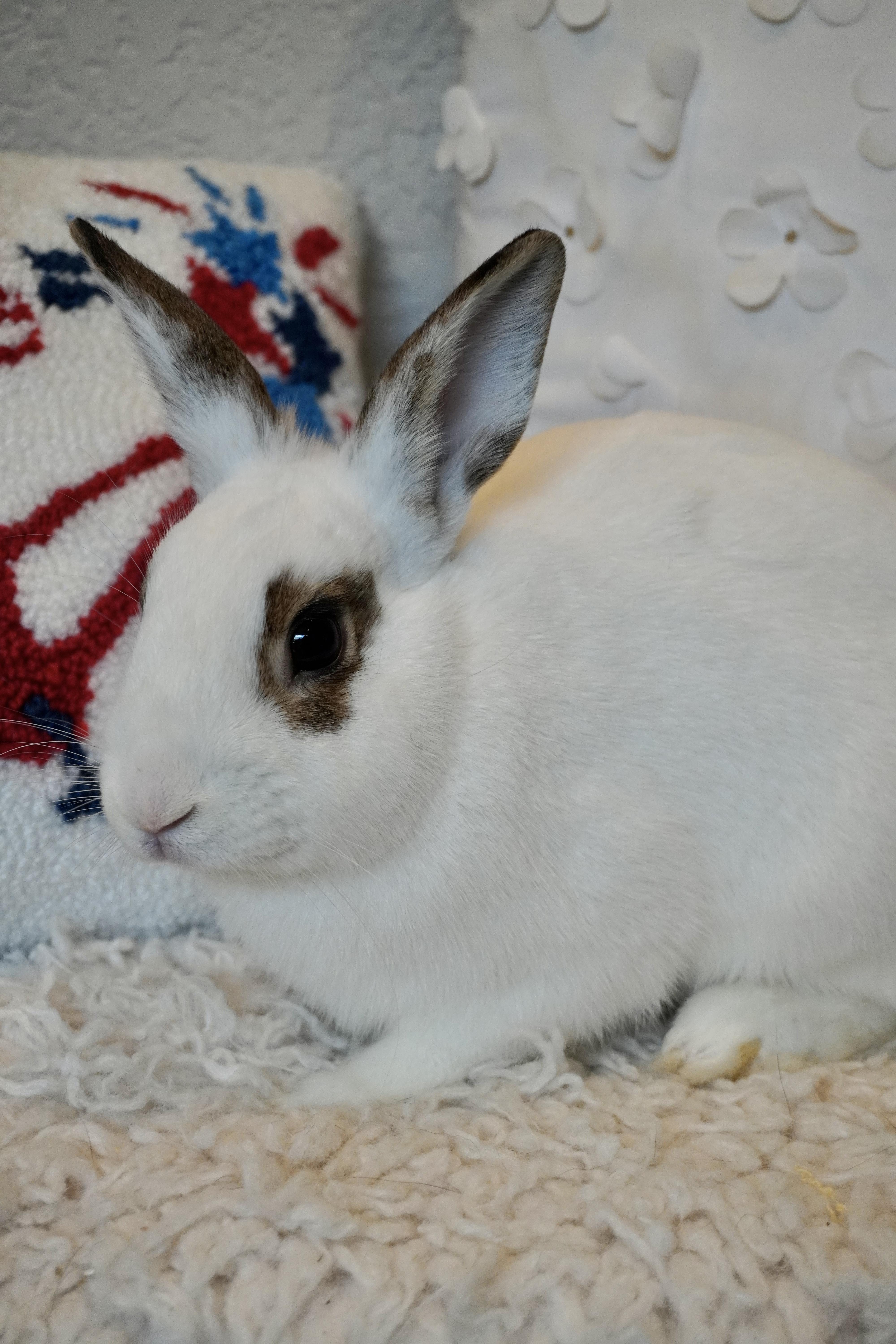 Enlarge Mochi, an adopted English Spot in San Antonio, TX image 3/3