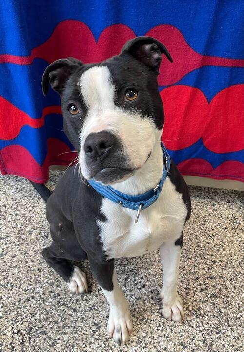 Layla, Adoptable, Young Female Mixed Breed.