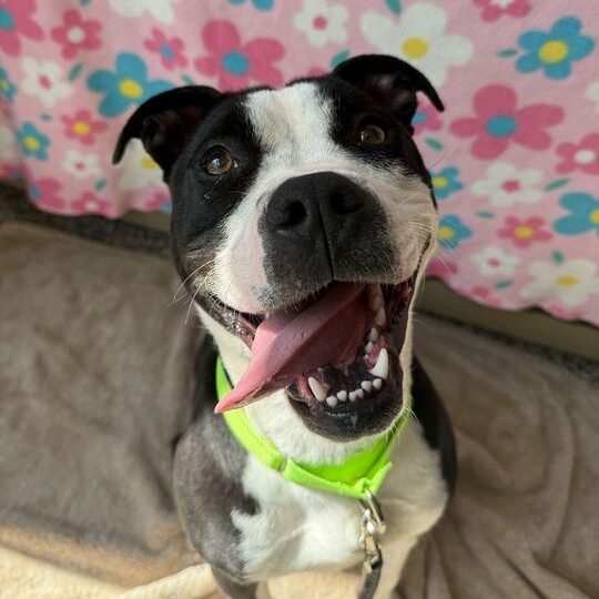 Enlarge Layla, a Adoptable Mixed Breed in Jackson, MI image 2/6