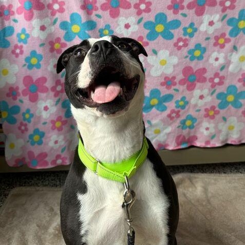 Enlarge Layla, a Adoptable Mixed Breed in Jackson, MI image 3/6