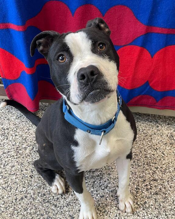 Enlarge Layla, a Adoptable Mixed Breed in Jackson, MI image 5/6