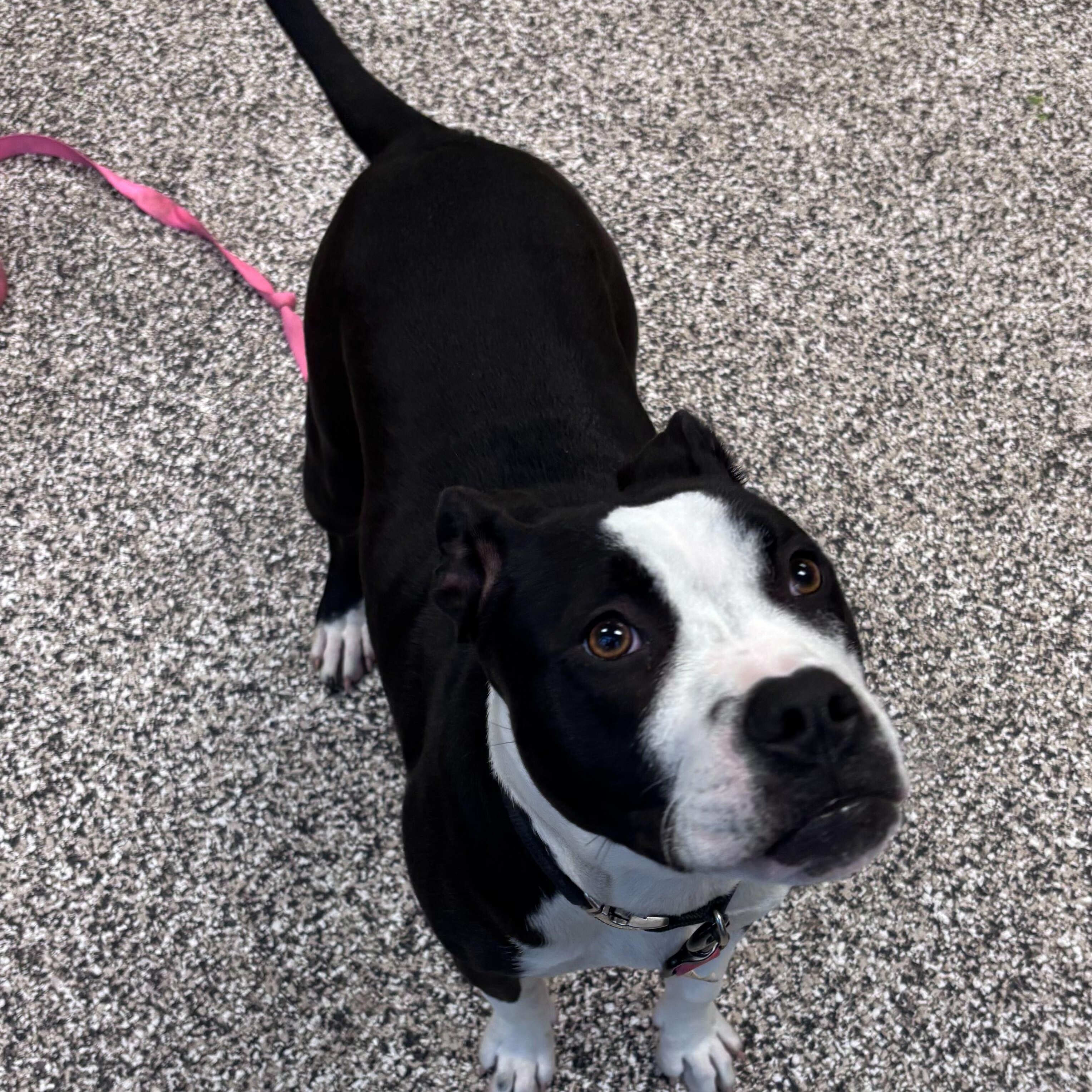 Layla, a Adoptable Mixed Breed in Jackson, MI image 3/3