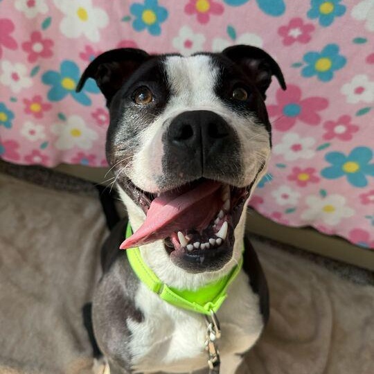 Enlarge Layla, a Adoptable Mixed Breed in Jackson, MI image 1/6