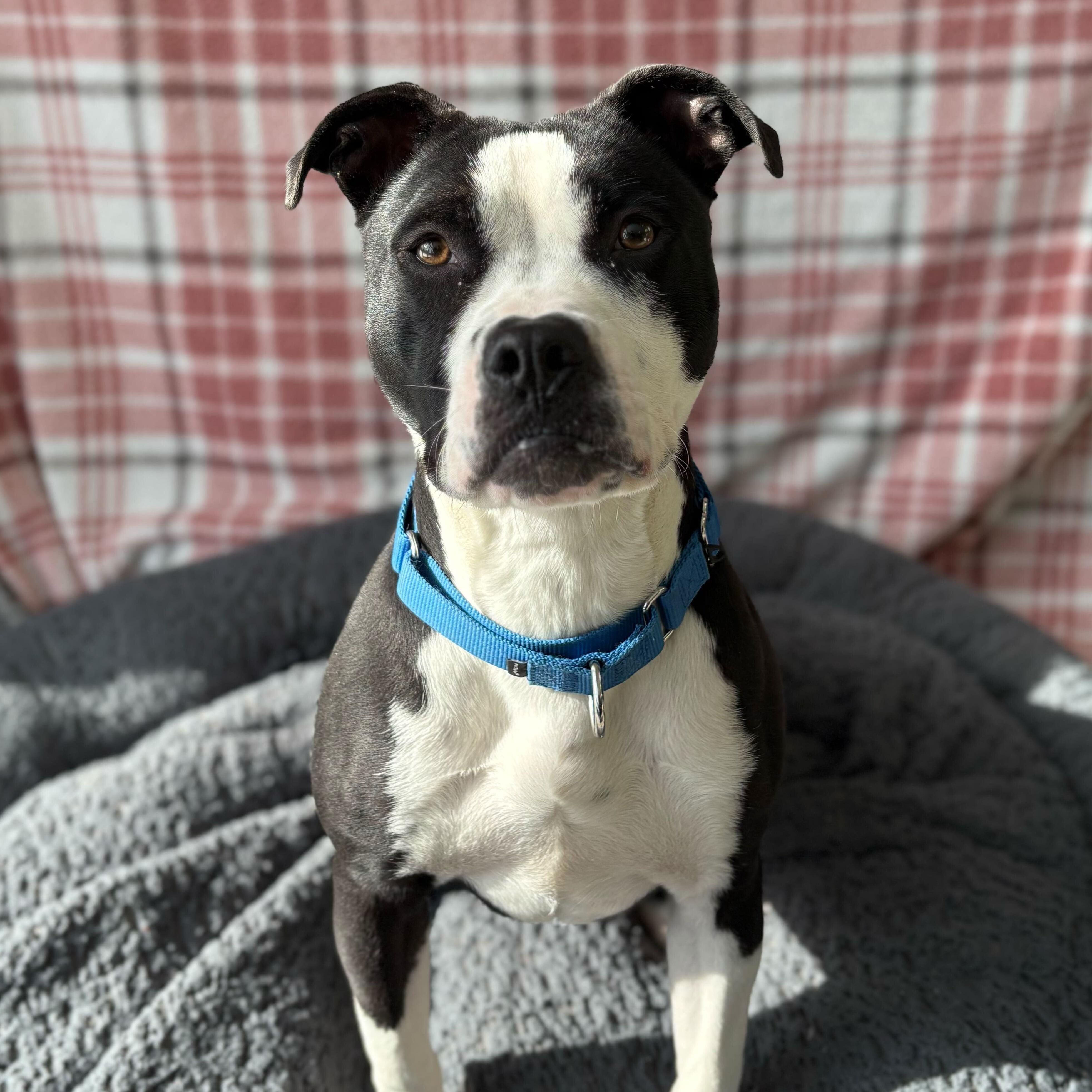 Layla, Adoptable, Young Female Mixed Breed.