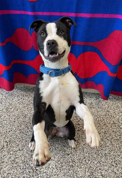 Enlarge Layla, a Adoptable Mixed Breed in Jackson, MI image 6/6