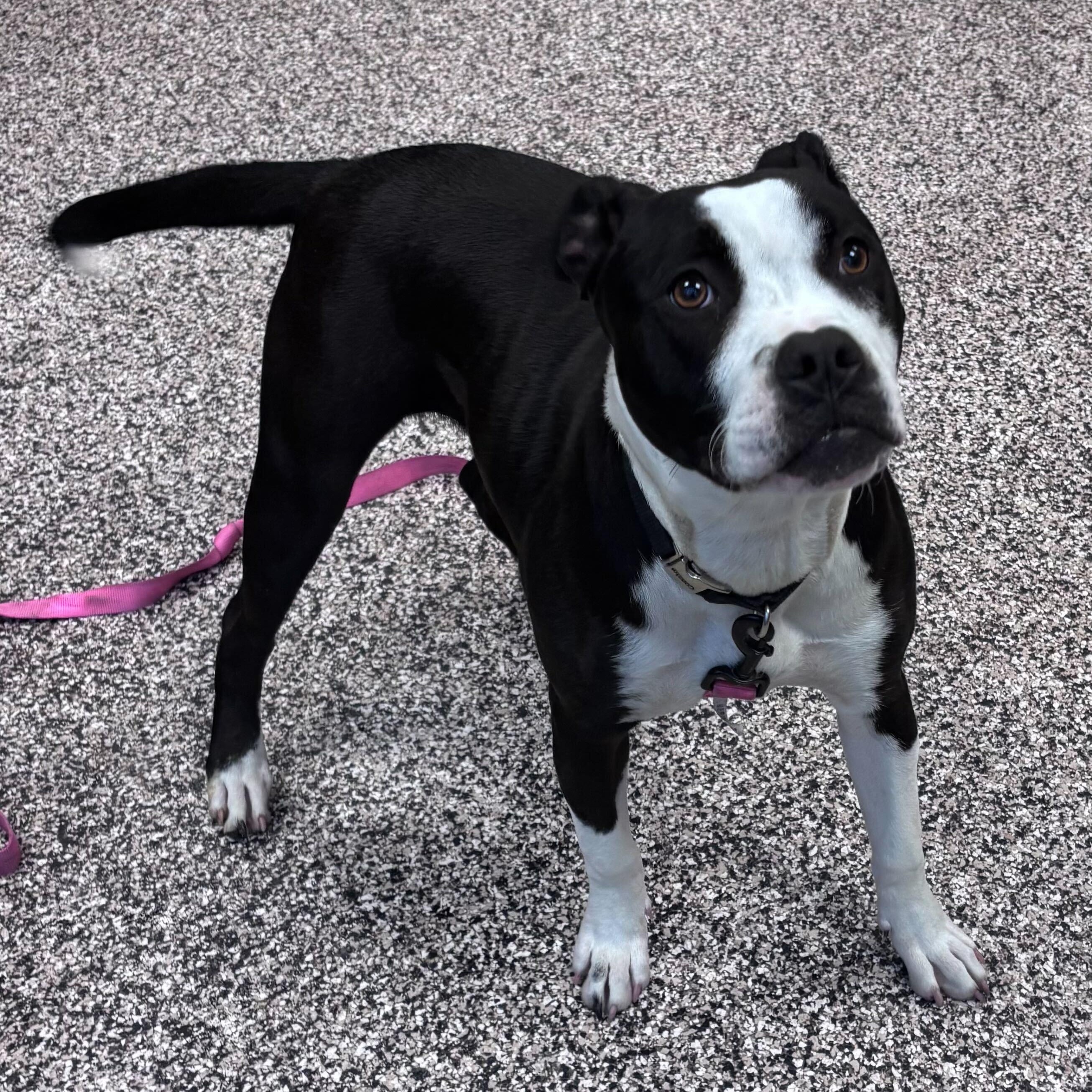 Layla, a Adoptable Mixed Breed in Jackson, MI image 2/3