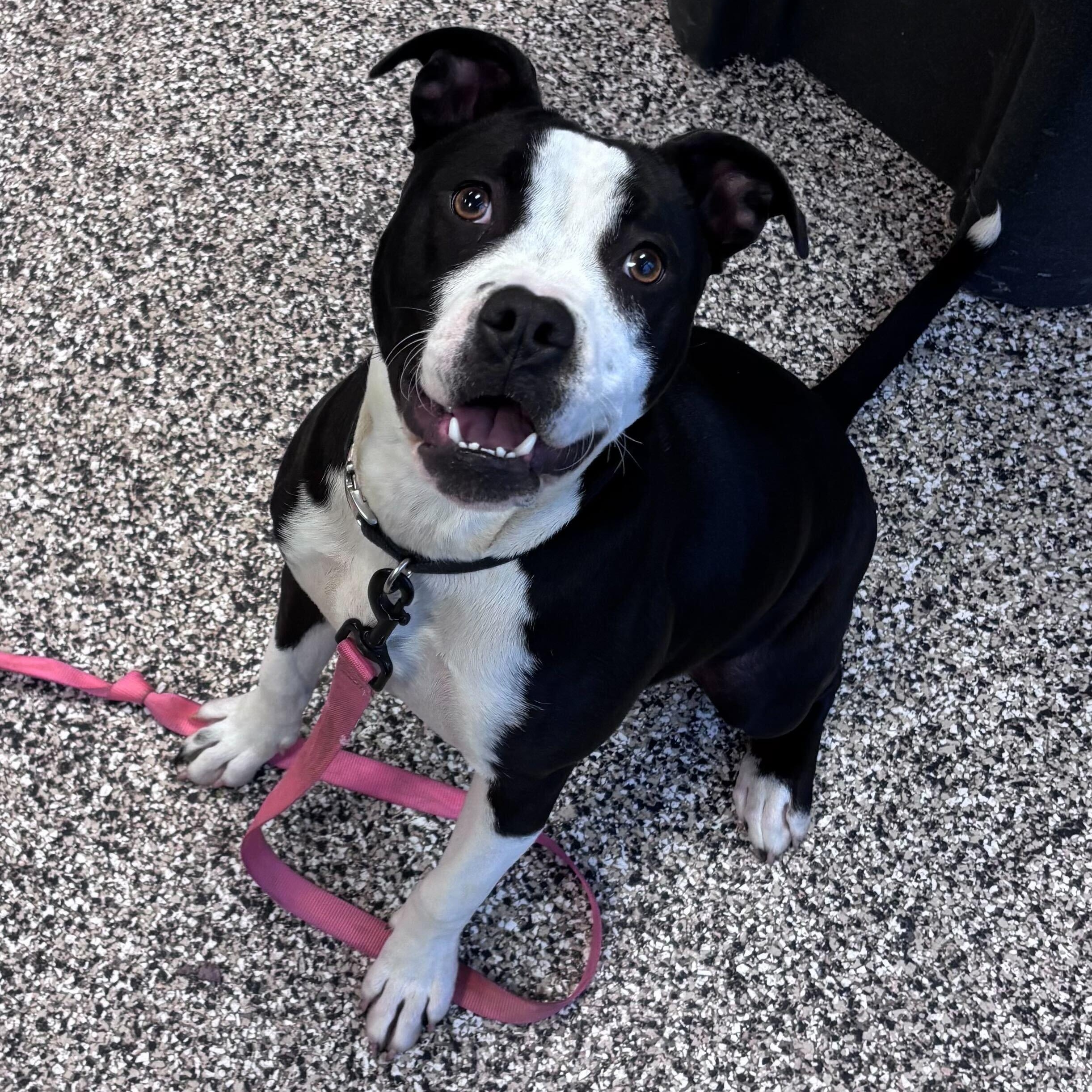 Layla, a Adoptable Mixed Breed in Jackson, MI image 1/3