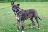 Fenrir, a Adoptable mixed breed in Columbia, TN image 1/4