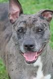 Fenrir, a Adoptable mixed breed in Columbia, TN image 2/4