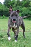 Fenrir, a Adoptable mixed breed in Columbia, TN image 3/4
