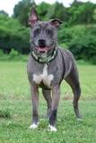 Fenrir, a Adoptable mixed breed in Columbia, TN image 4/4