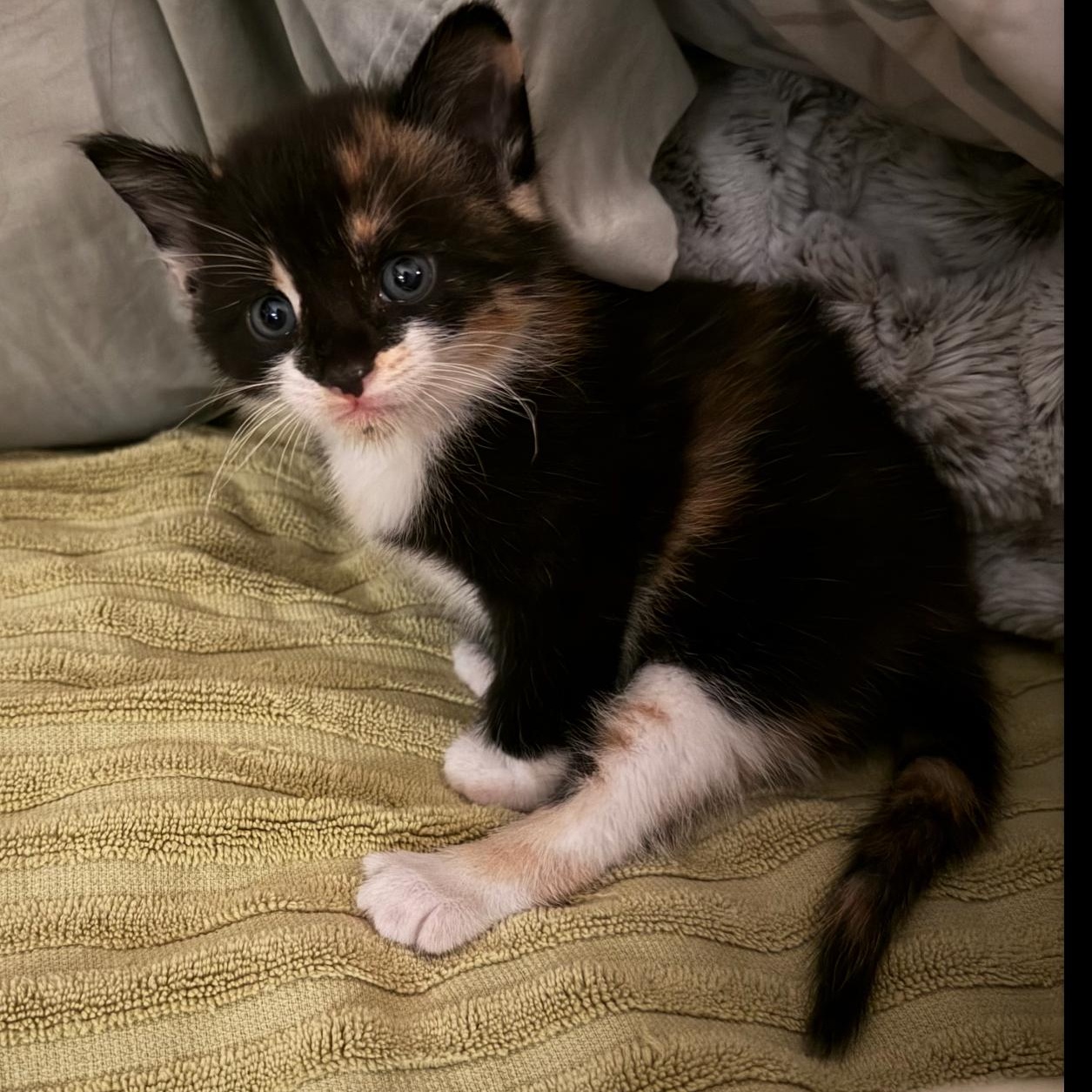 Enlarge Calliope, an adopted Calico in Fort Myers, FL image 2/2